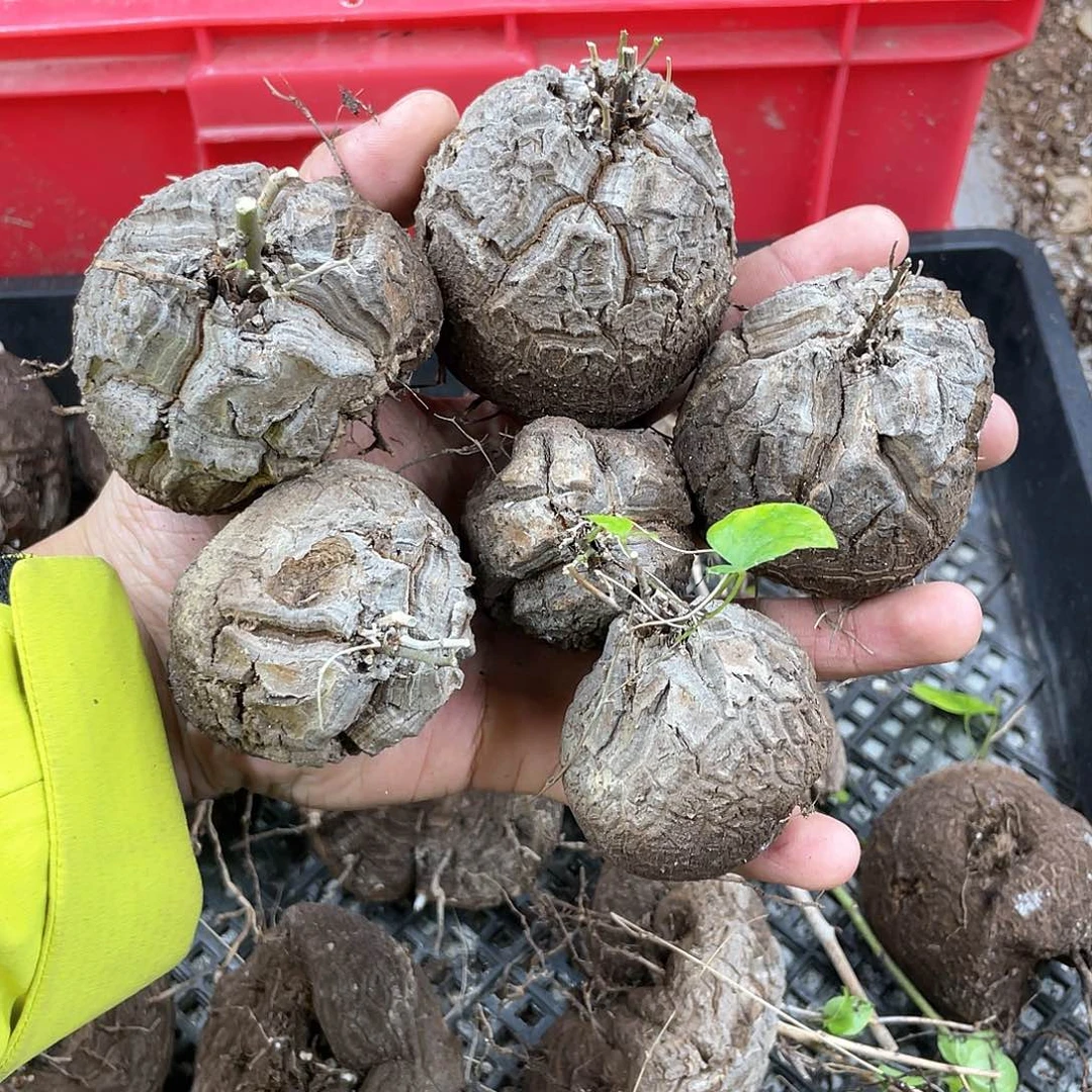 龟甲龙一物一拍1776号6颗