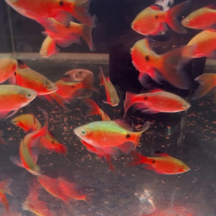 朱眼水泡鱼大帆玫瑰公3