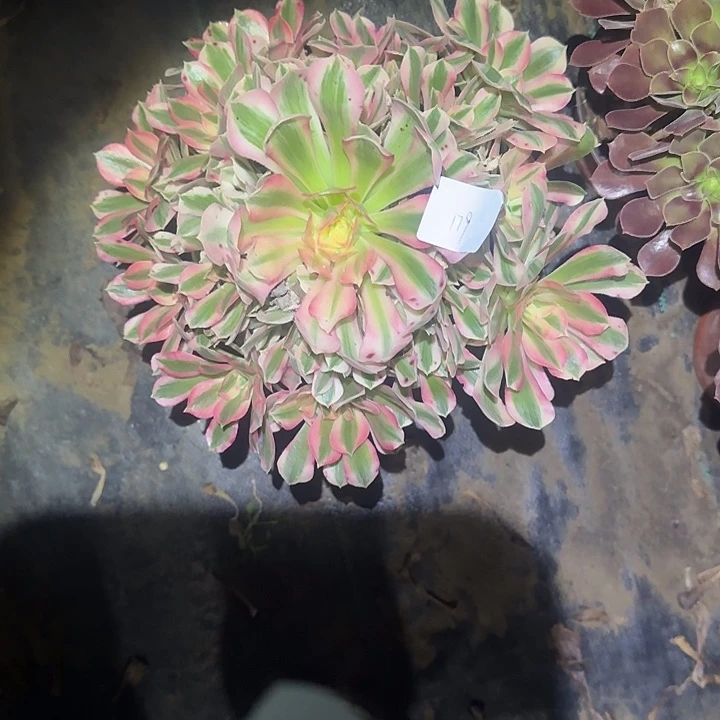 一物一拍侧枝不包179