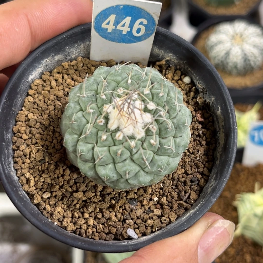 446实生菊水带盆带土