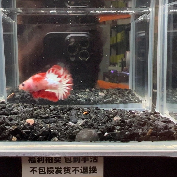 斗鱼竞拍跑单拉黑27号38