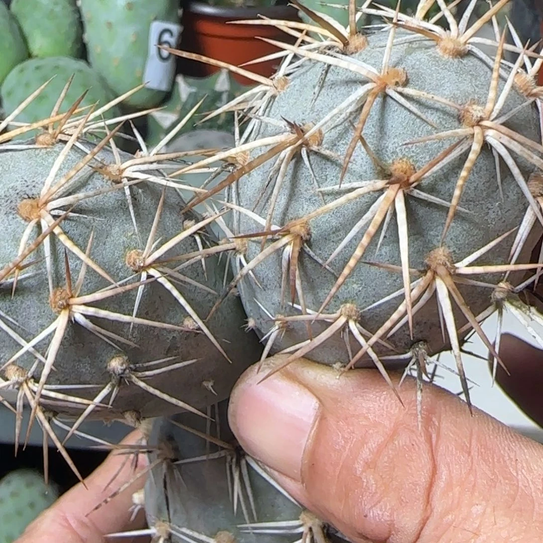 无花朵螺丝纹水牛角金刺米奇落地无根