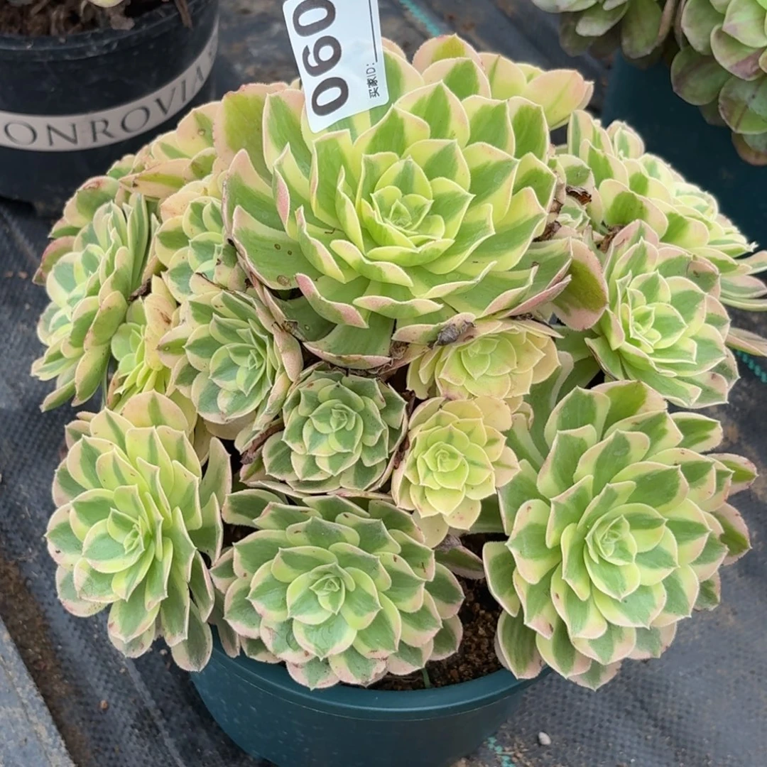 060雨芙蓉多肉植物发货