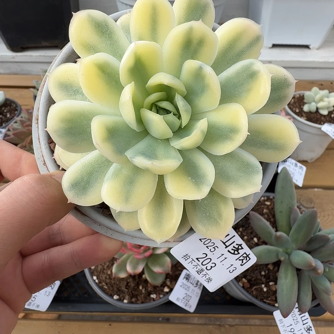 草莓冰锦1111113-202