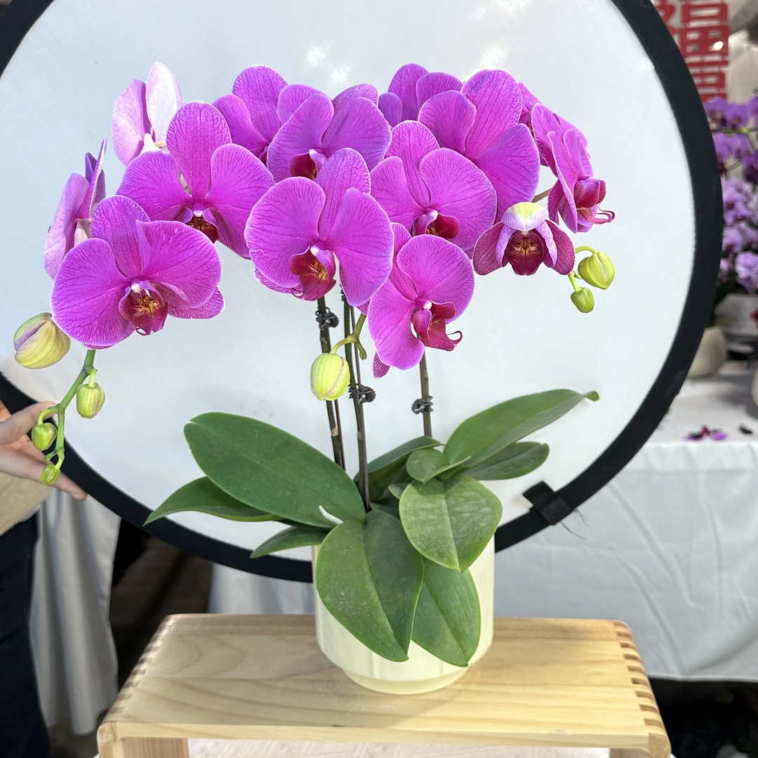 蝴蝶兰【恭喜】 紫红色花期长室内绿植开花耐寒叶片碧绿基地直发6