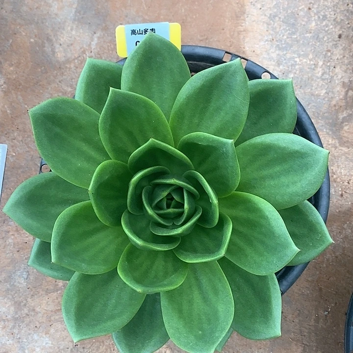 14直播福利翠花25