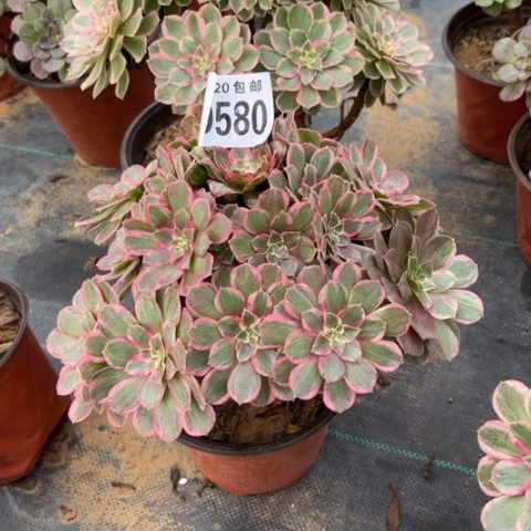 580孔雀翎不包断枝