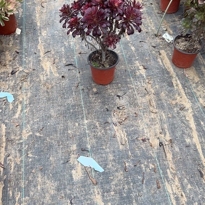 别**恙多肉法师植物链接18