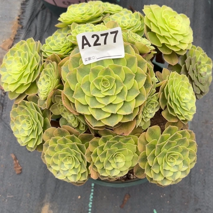 277雨荷22厘米左右