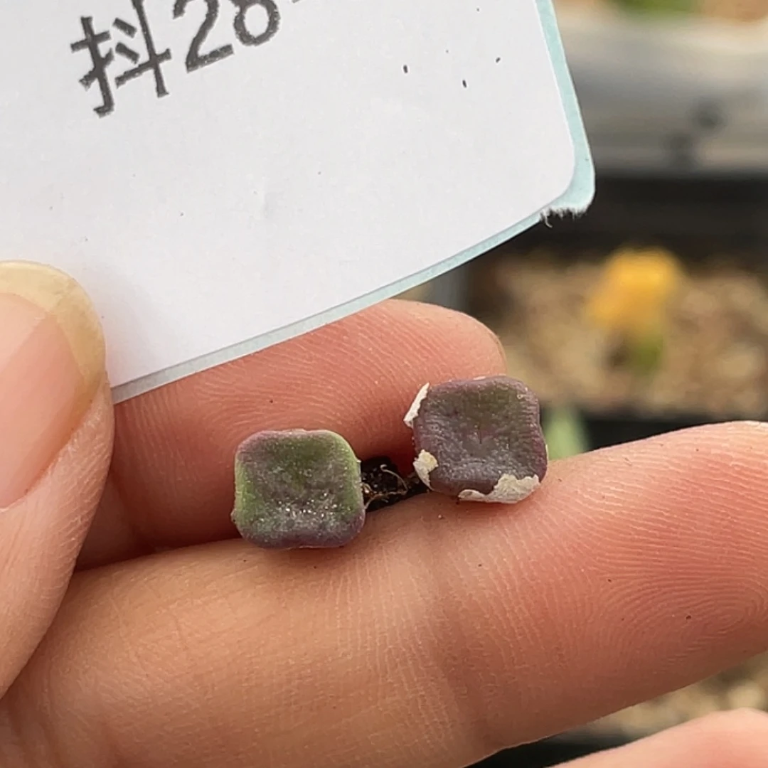 28-62方碗多肉植物