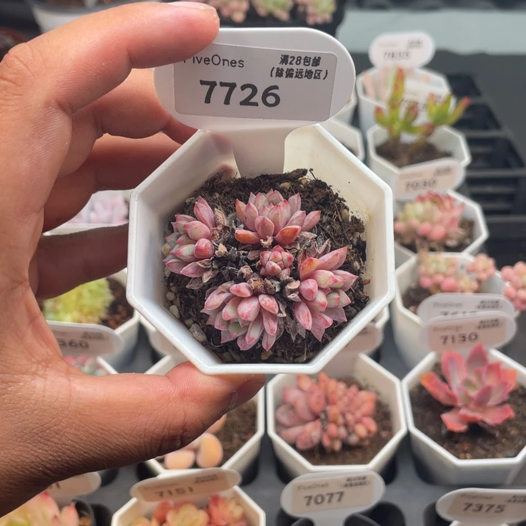 7726蓝宝石4.0厘米