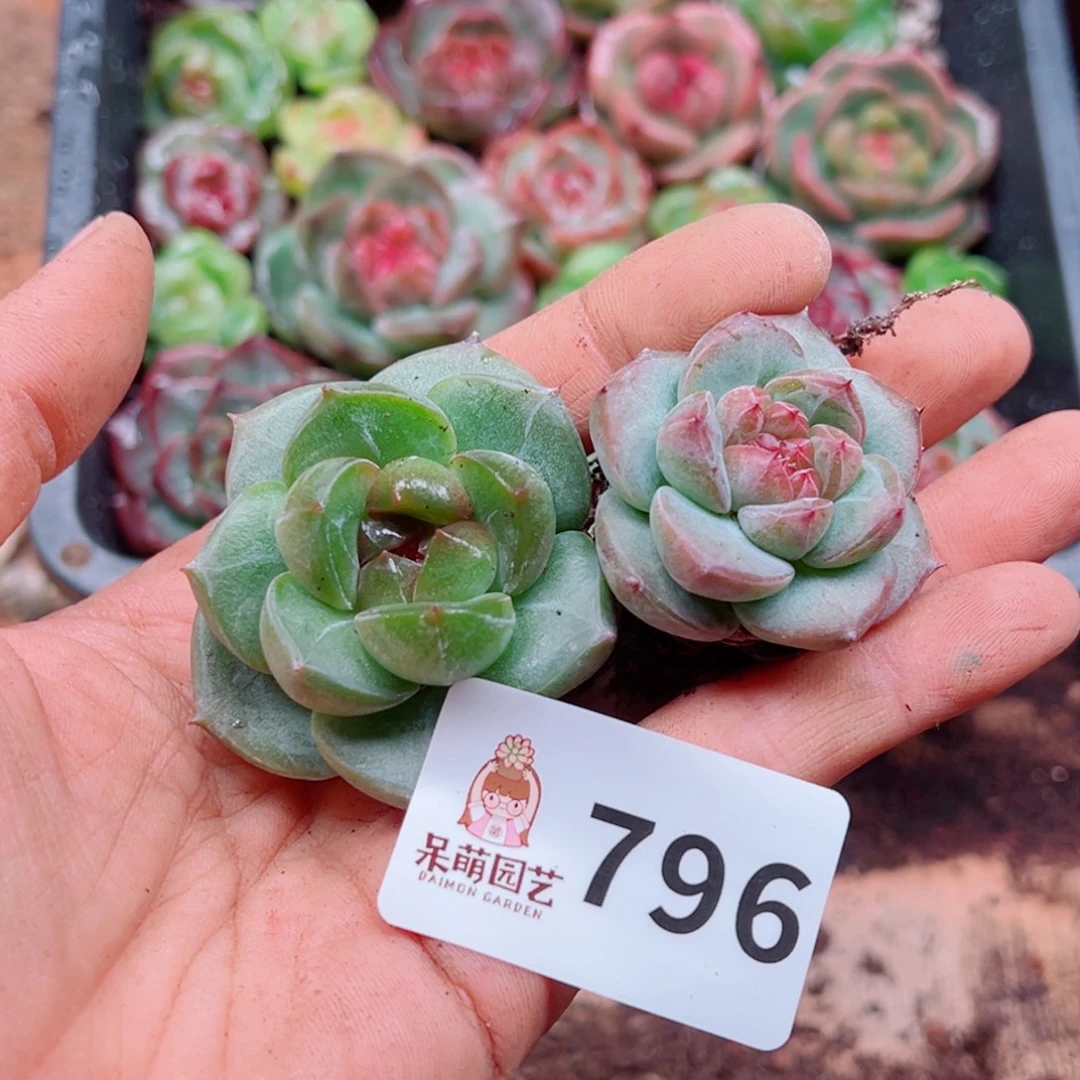 多肉植物多肉植物