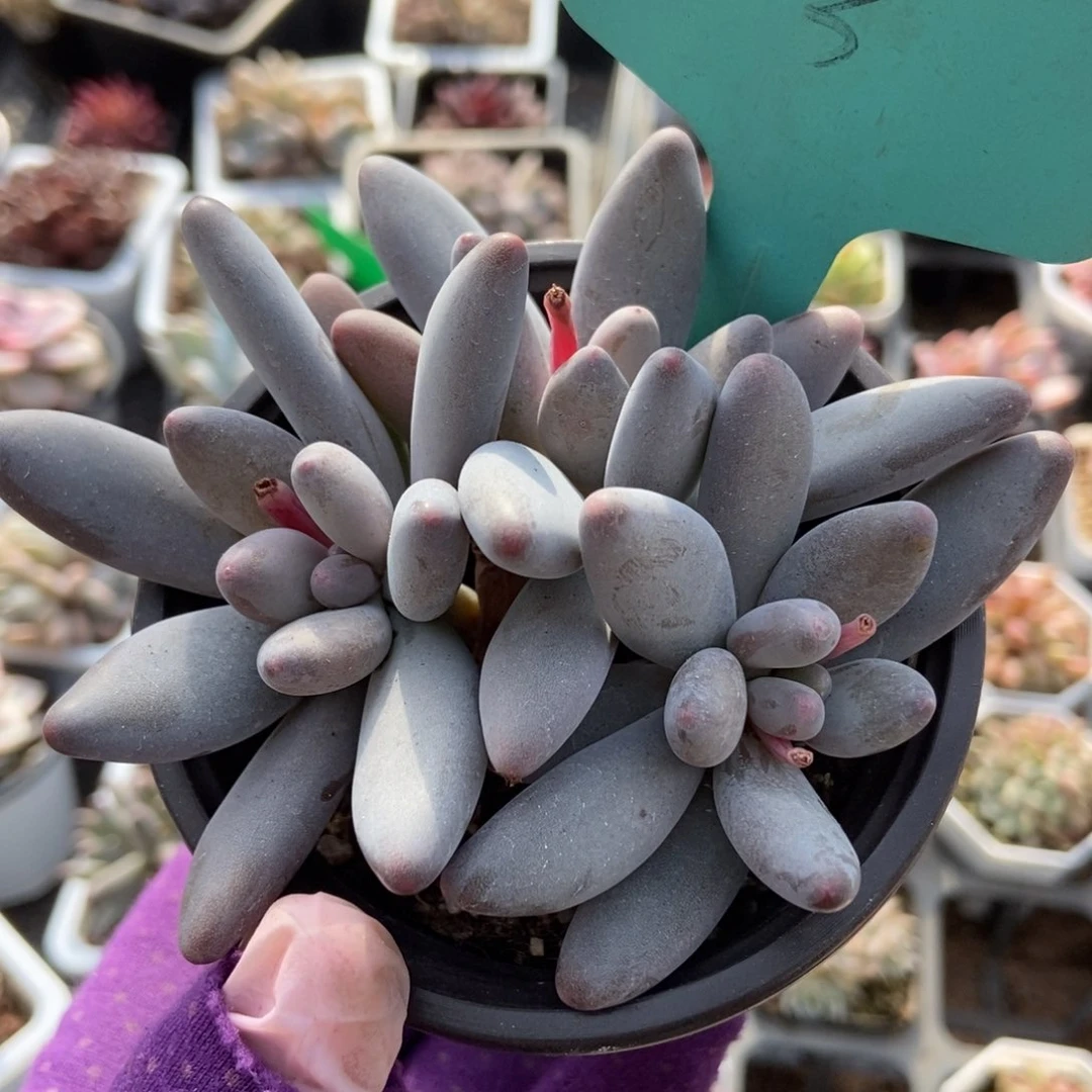 13白兰地多肉植物保护