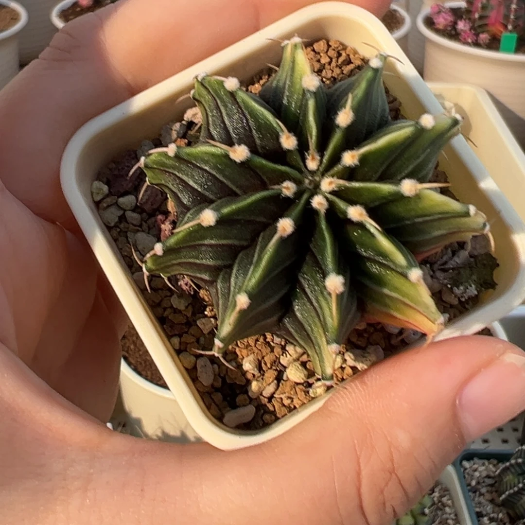 182 好看的米哈冲冲冲
