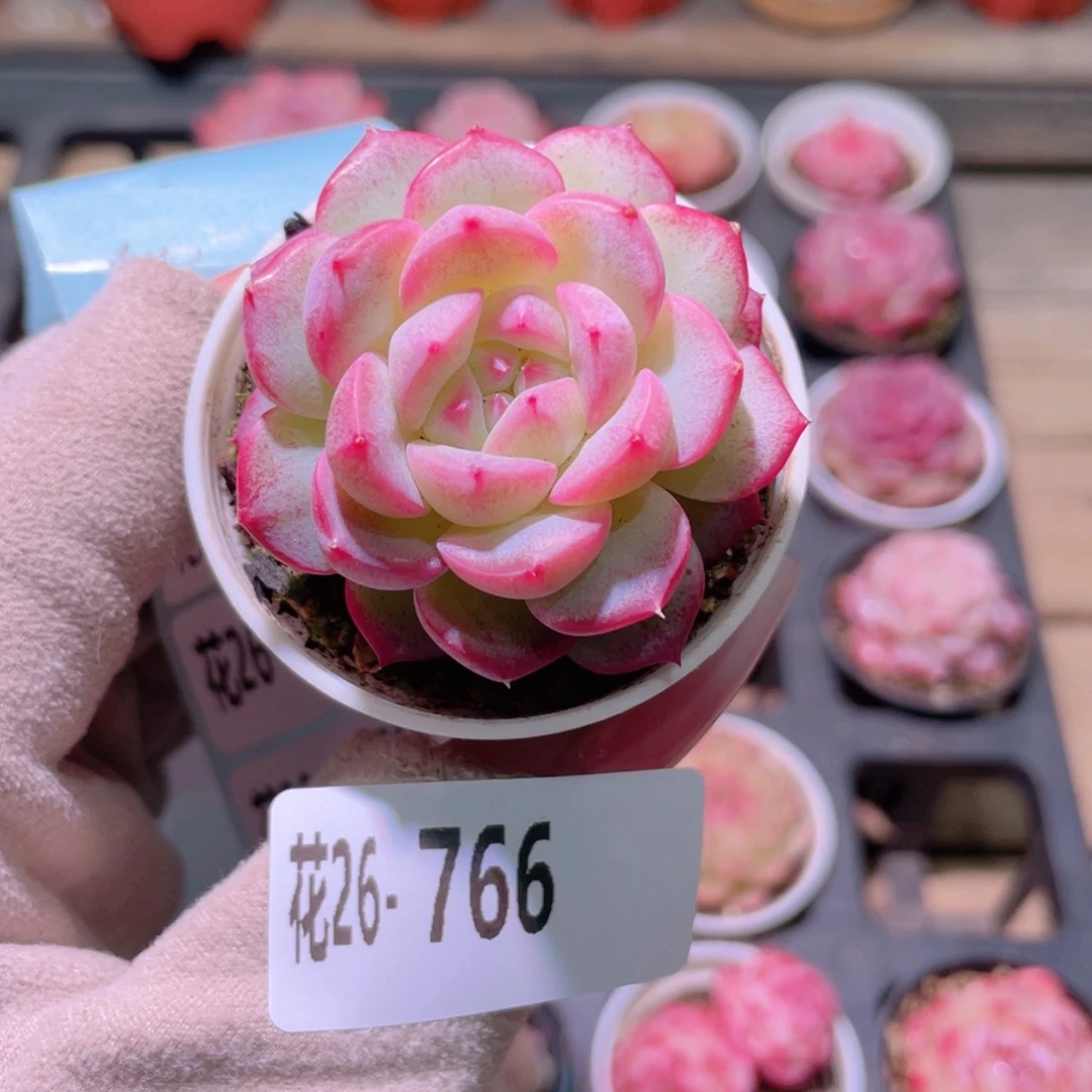 花利美26-766新品