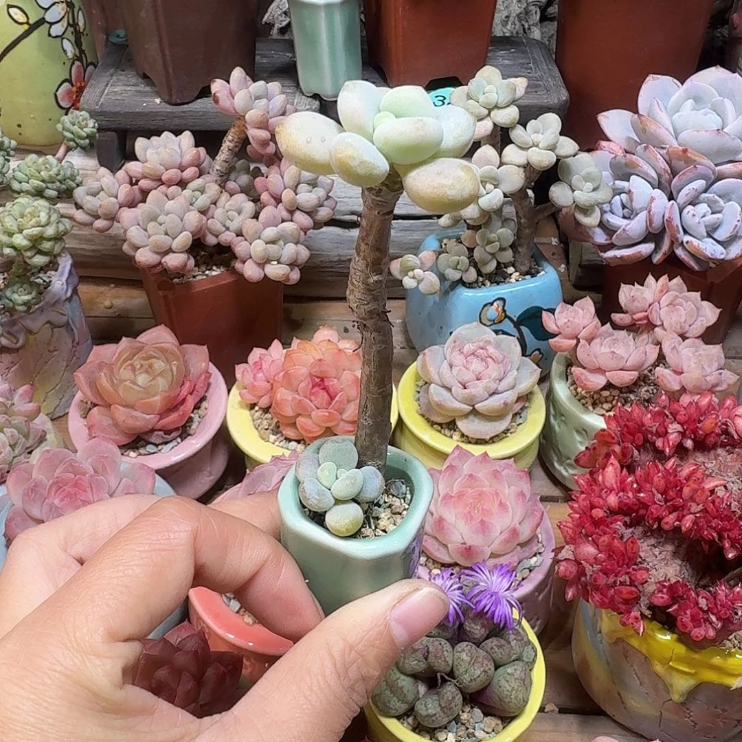 洛神 多肉含盆土 一物一拍