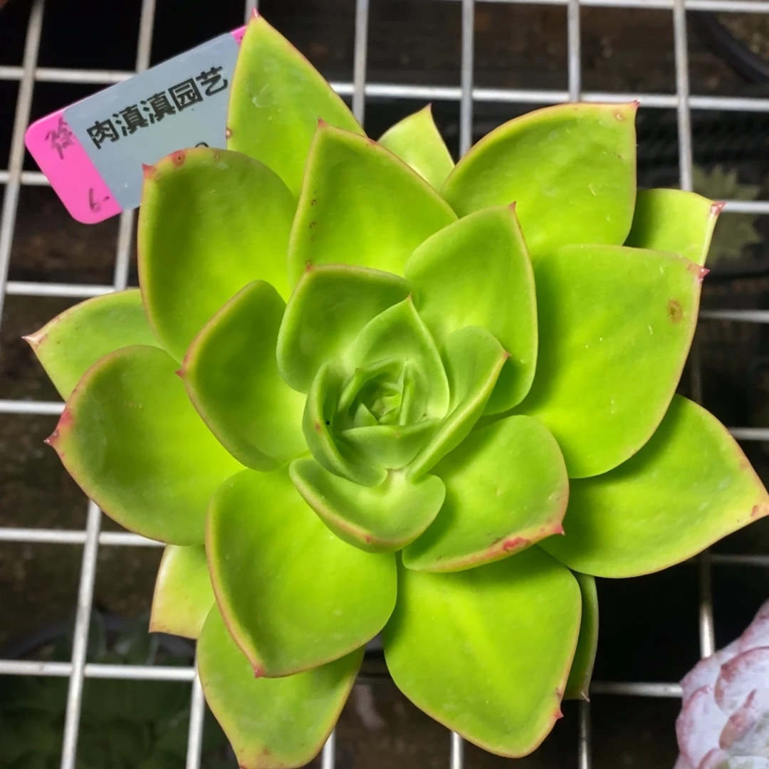 x052-多肉植物 花木兰