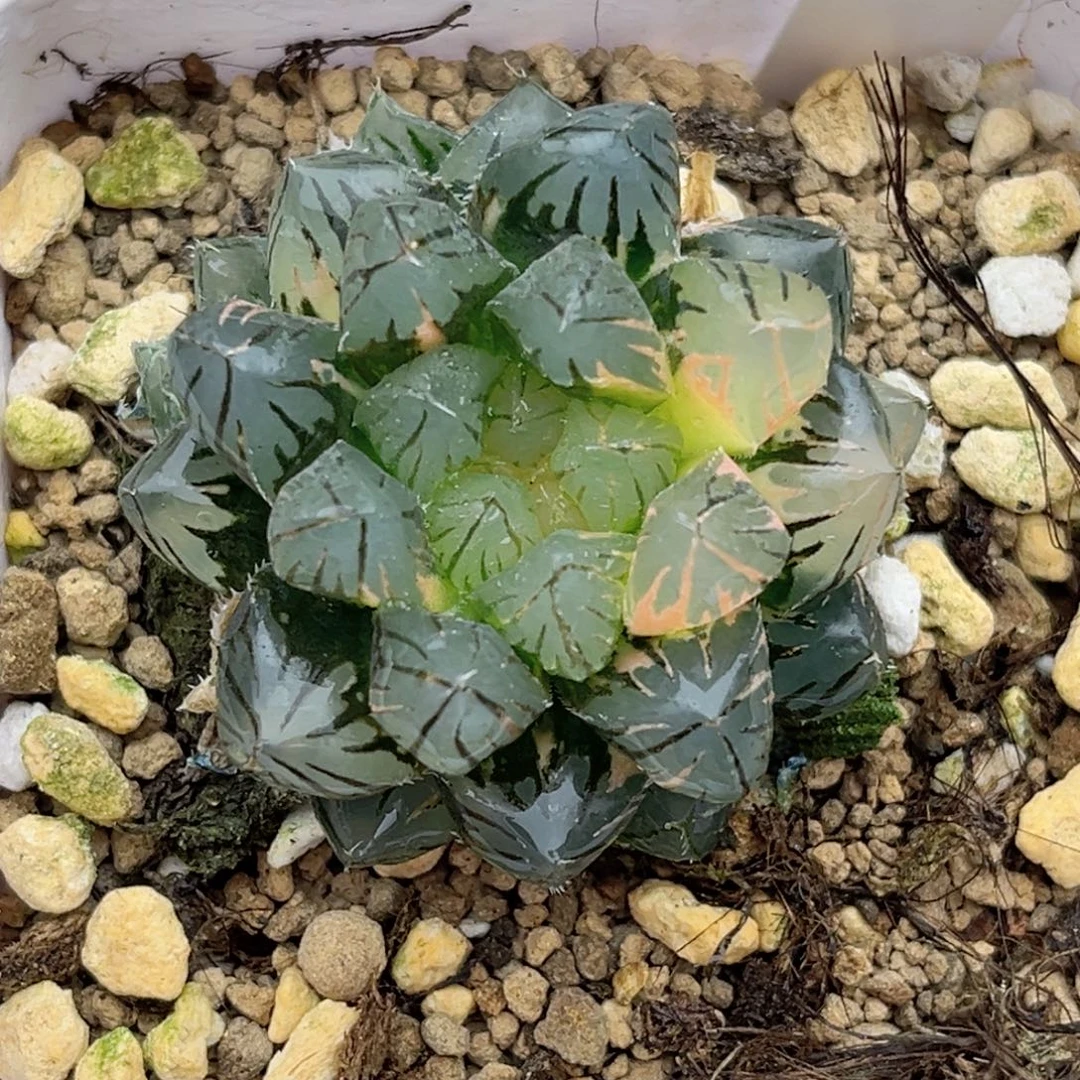 47霓虹灯玉露锦福利专场