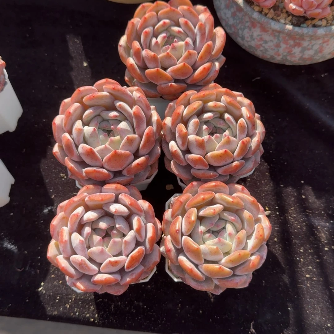 @***知一组五颗，冠幅7左右