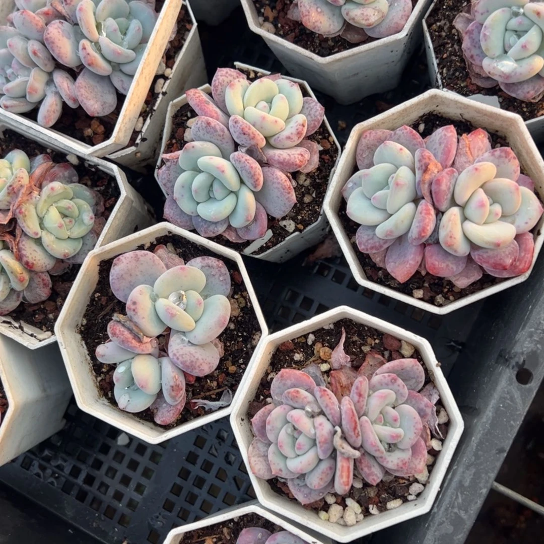 雪兰双头叶片微瑕到手1颗量拍多肉满18元包邮明天发货