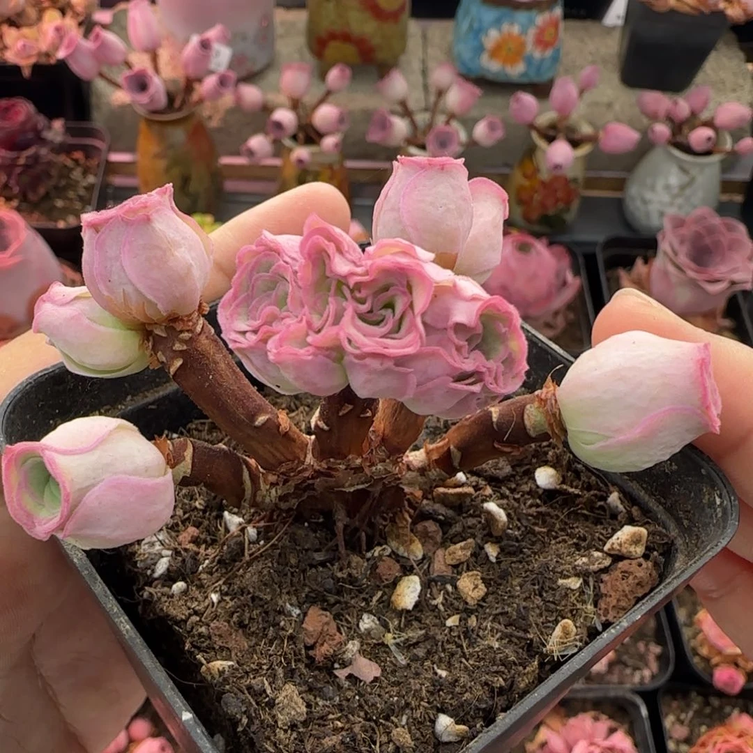 L41半城玫瑰一缀化