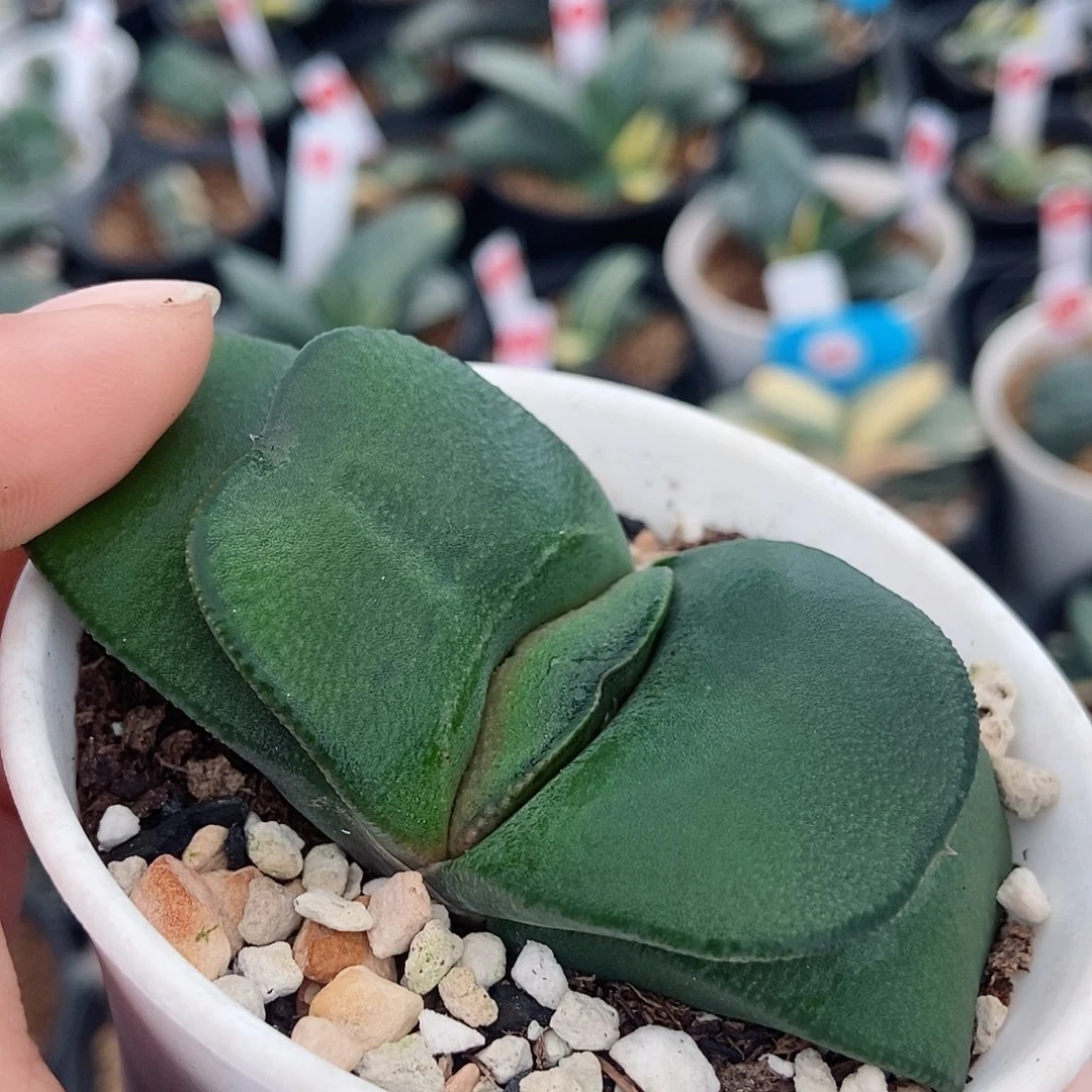 707卧牛实生带盆发货