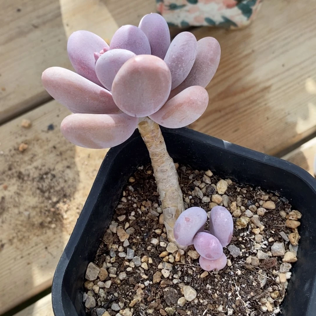 自助下单一物一拍多肉，下滑更多品种选择