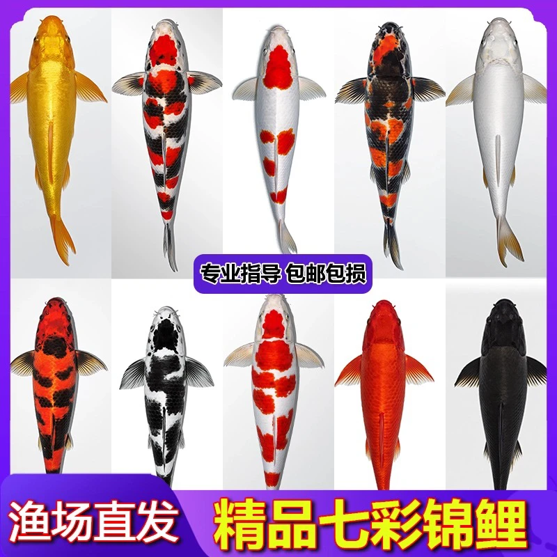 锦鲤冷水观赏鱼好养耐活可爱萌宠