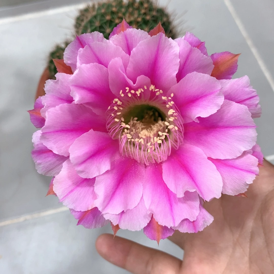 8257实生彩草15公分杯