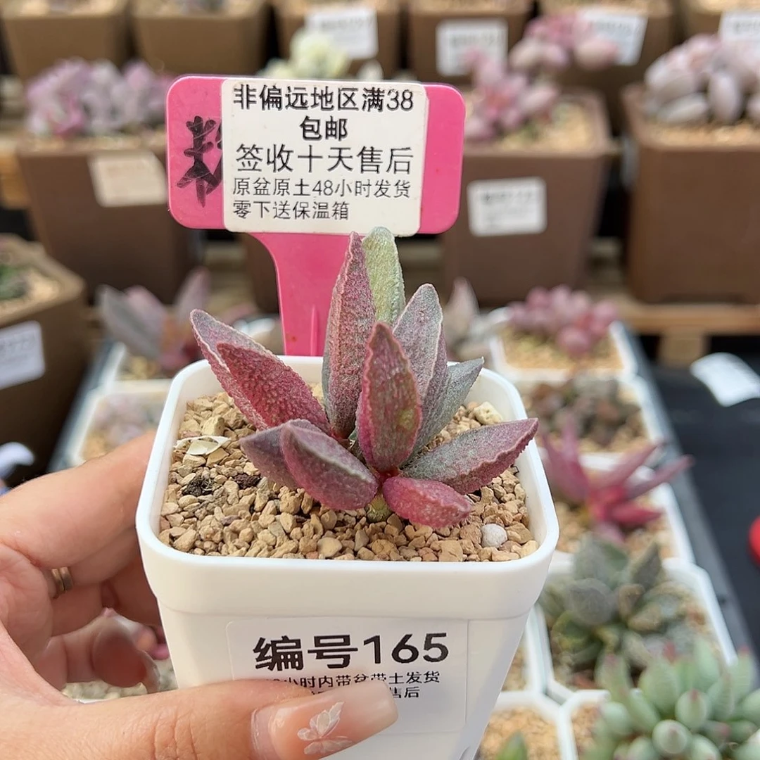 165粉红小猪多肉植物