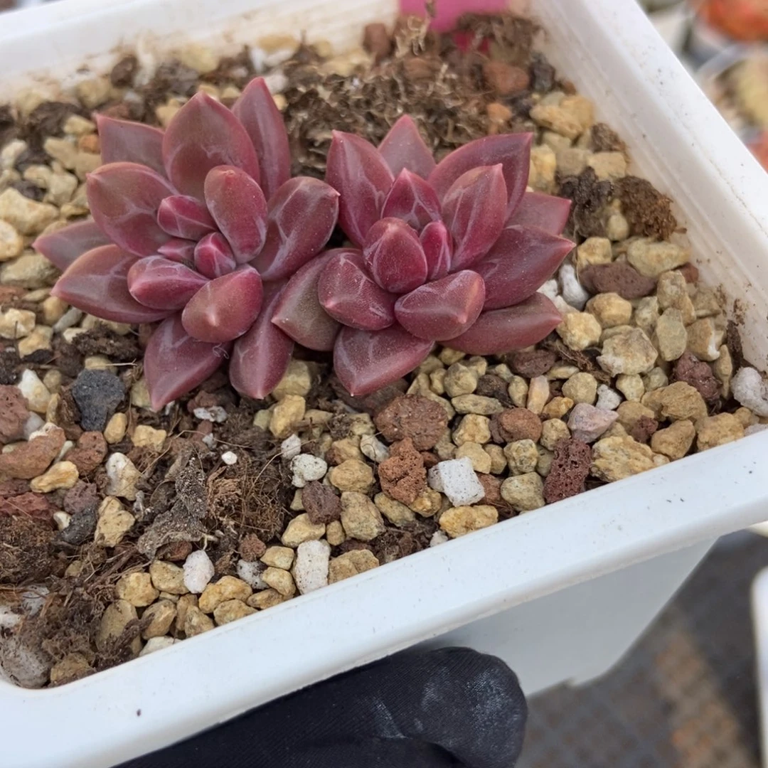 145迷雾泡泡多肉植物