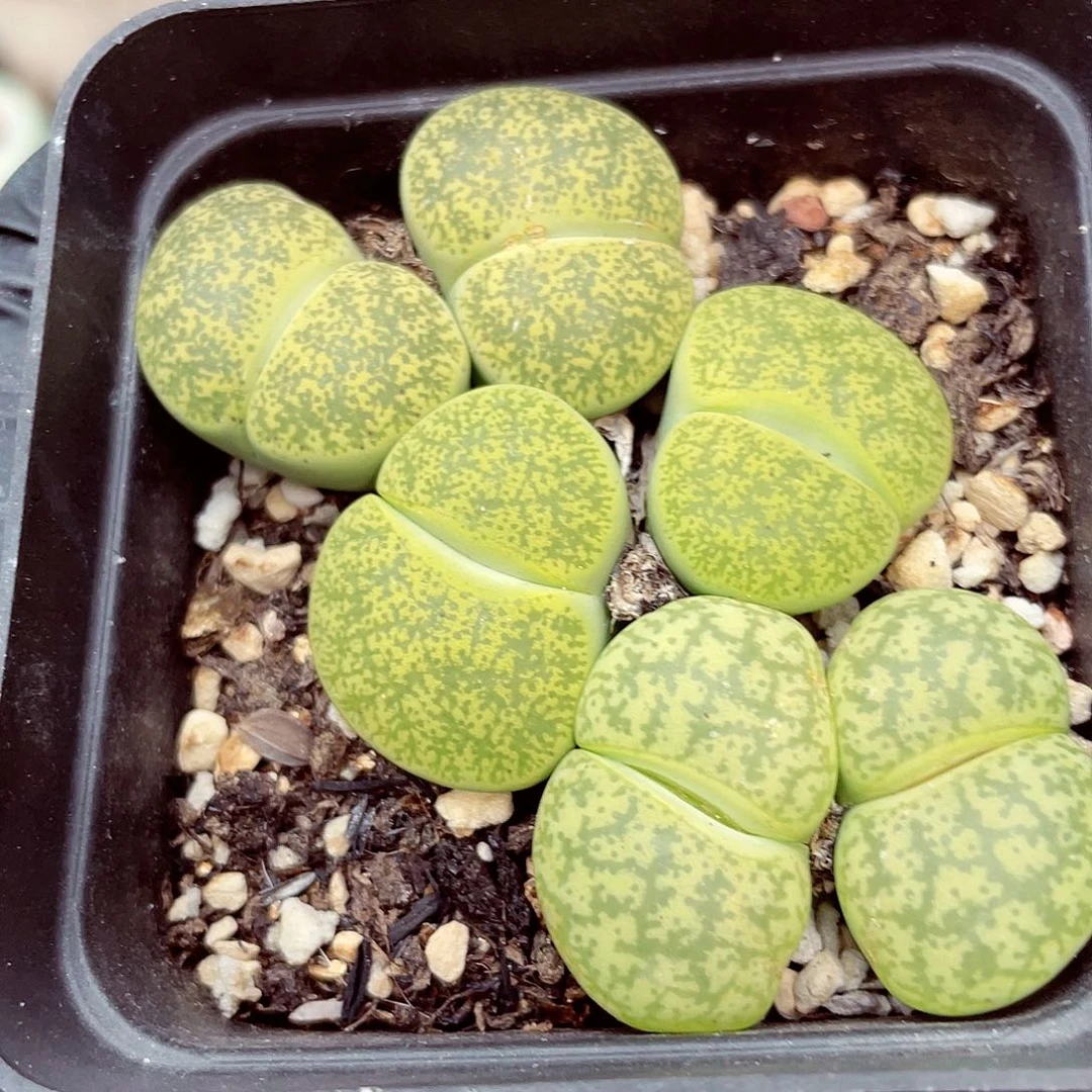 生石花满18包邮0924-214
