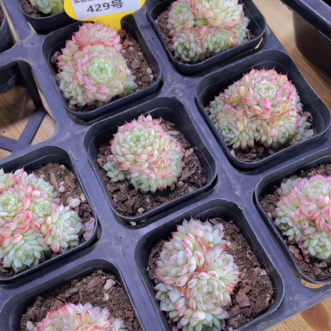 429号 睫毛玫瑰花麦秆多头群一个