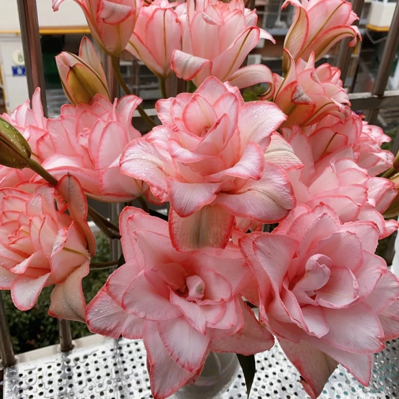 冰美人重瓣百合重瓣进口种球【养死包赔】庭院阳台花卉带根芽浓香型