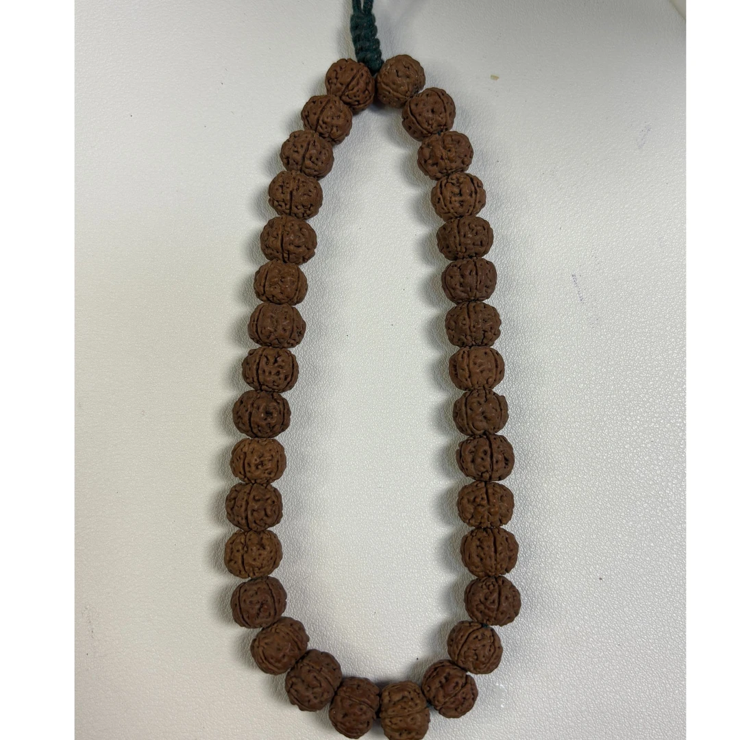 【疯玩出品】乌里达纯血老树王小金刚