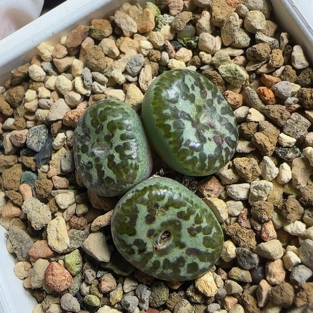 多肉植物江南TS603139号