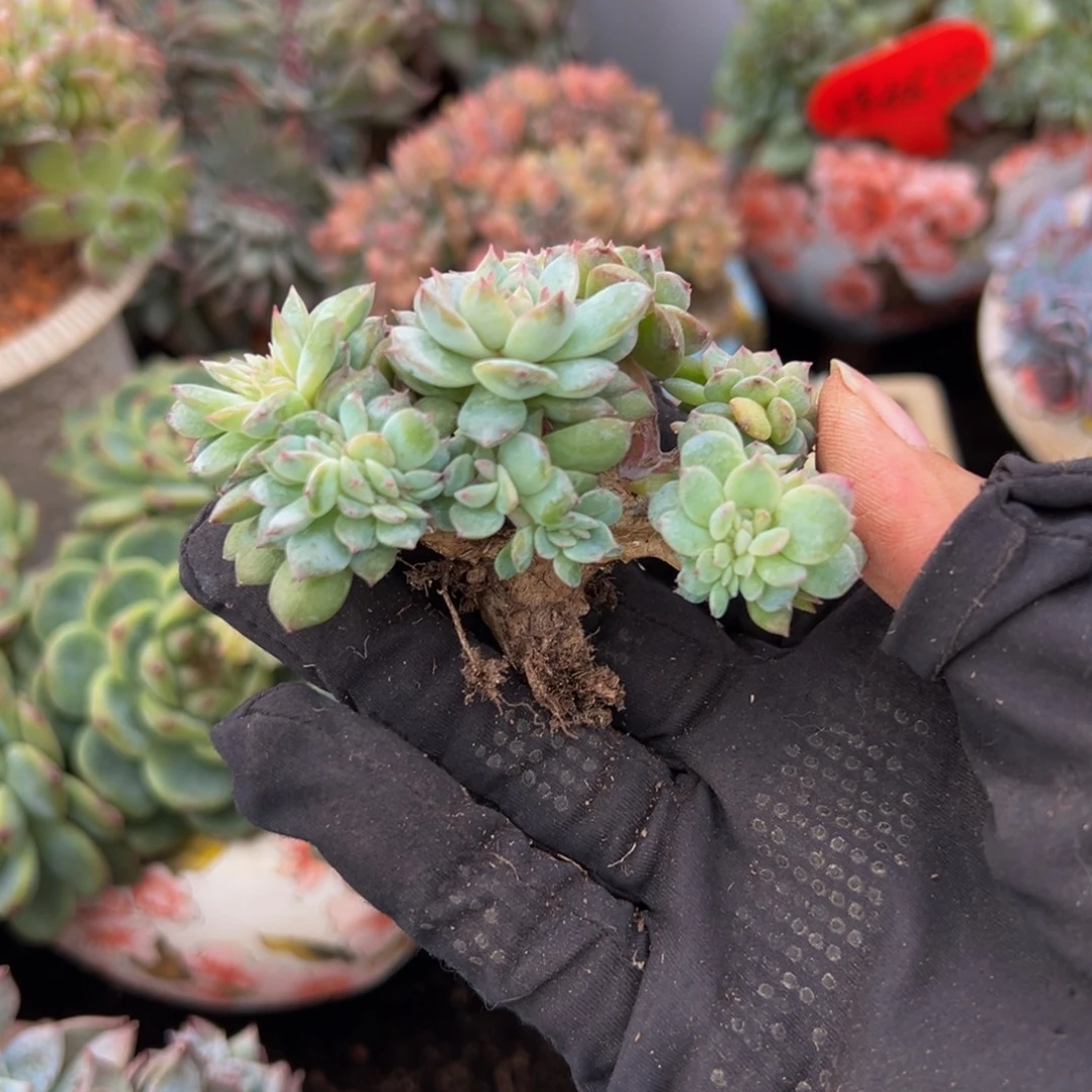 车厘子冰魄缀微瑕