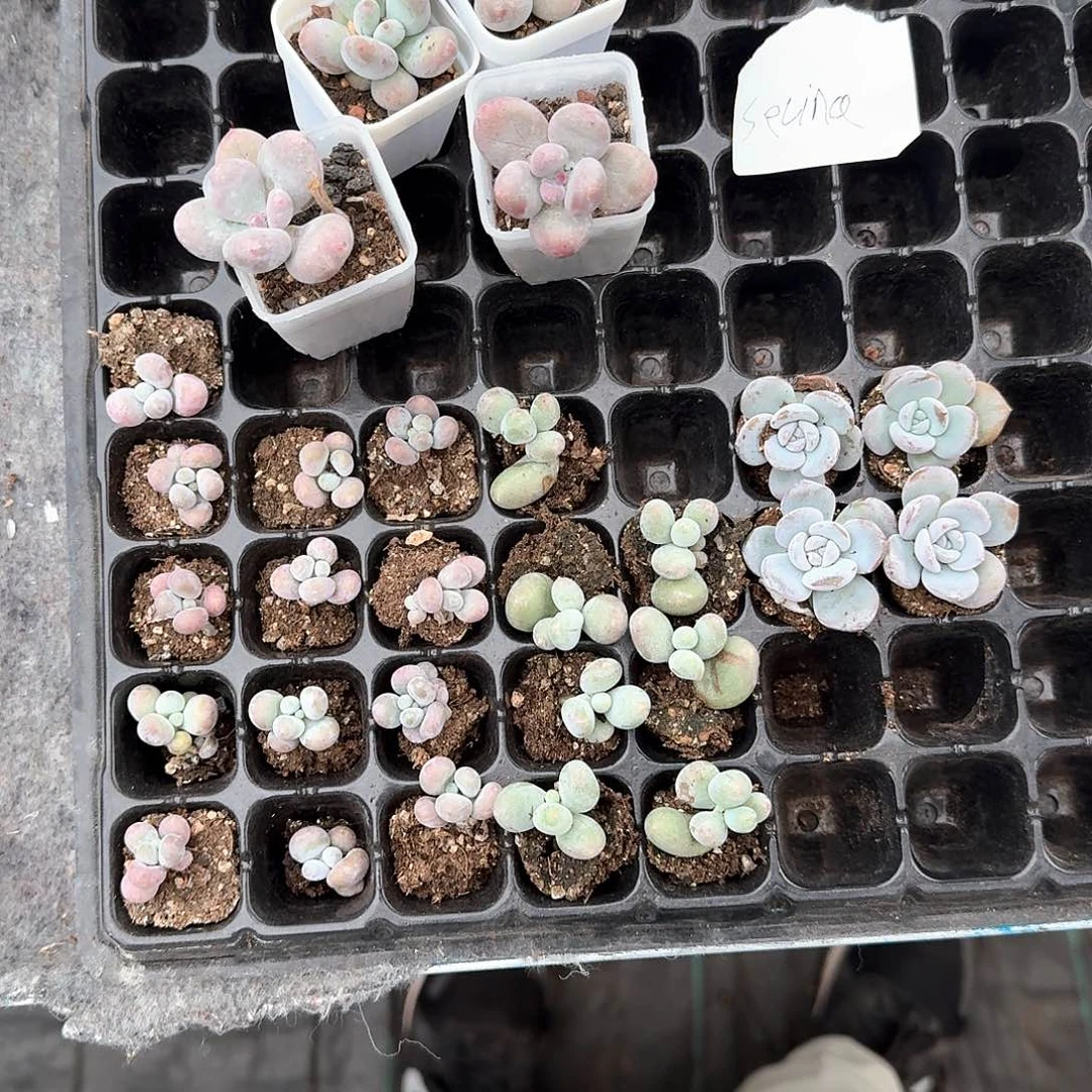 Selina一物一拍专拍链接