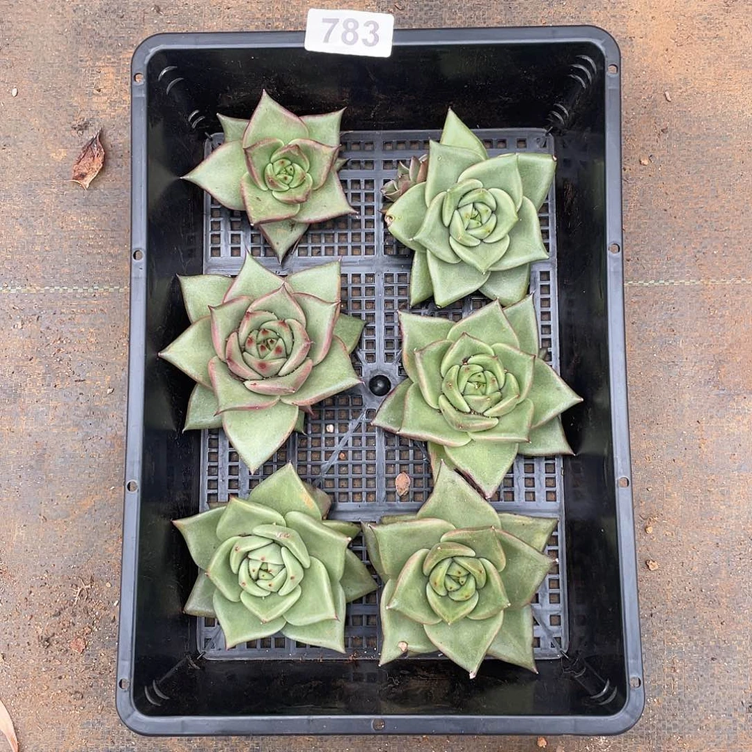 若如东云组拍783