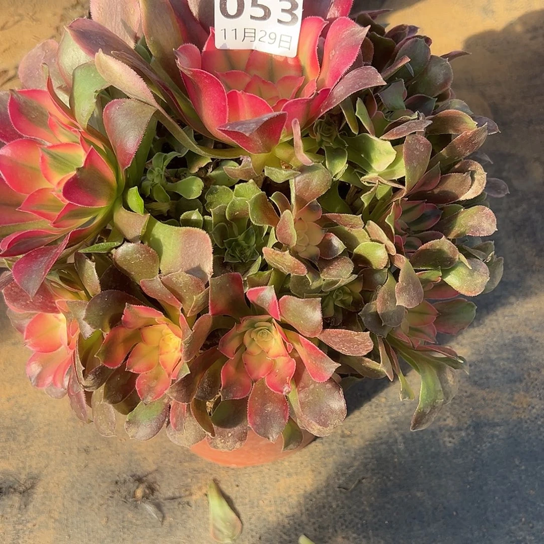 11.29-53香妃多肉