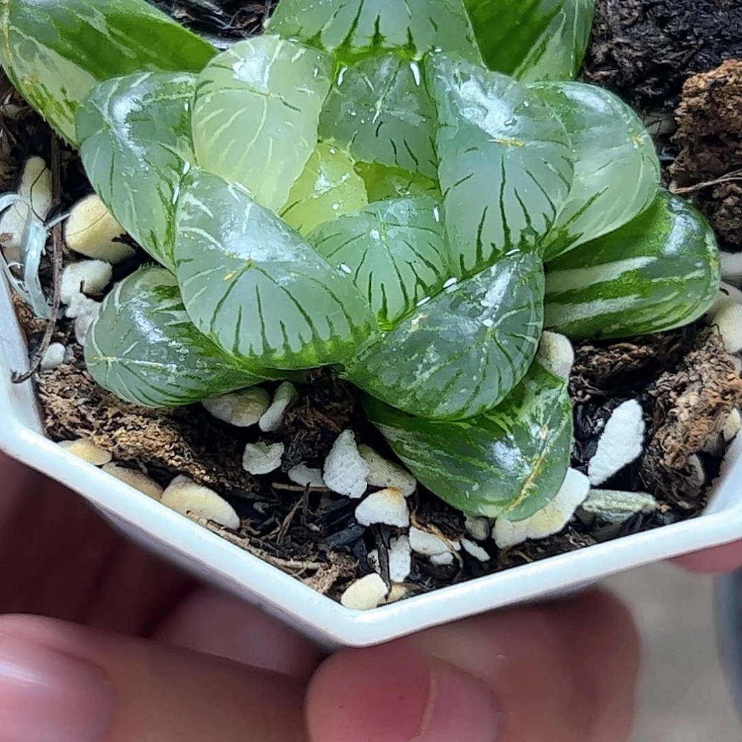 碧玺锦十二卷多肉植物满
