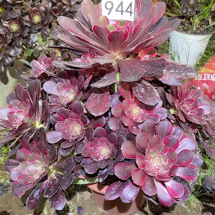 多肉植物法师944丽娜