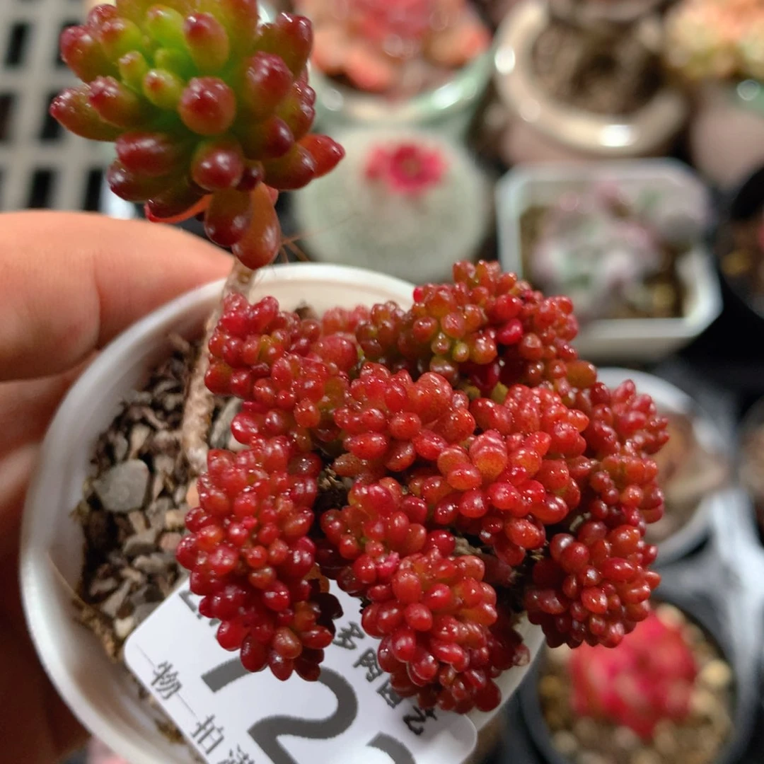 5CM拇指盆精控多肉ZM722