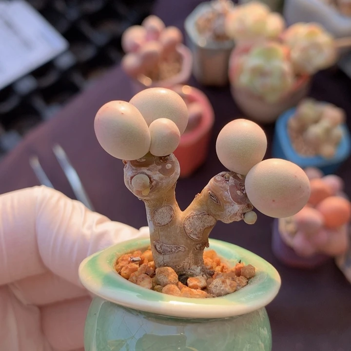 29# 库福奶酪 树杈造型老粗桩