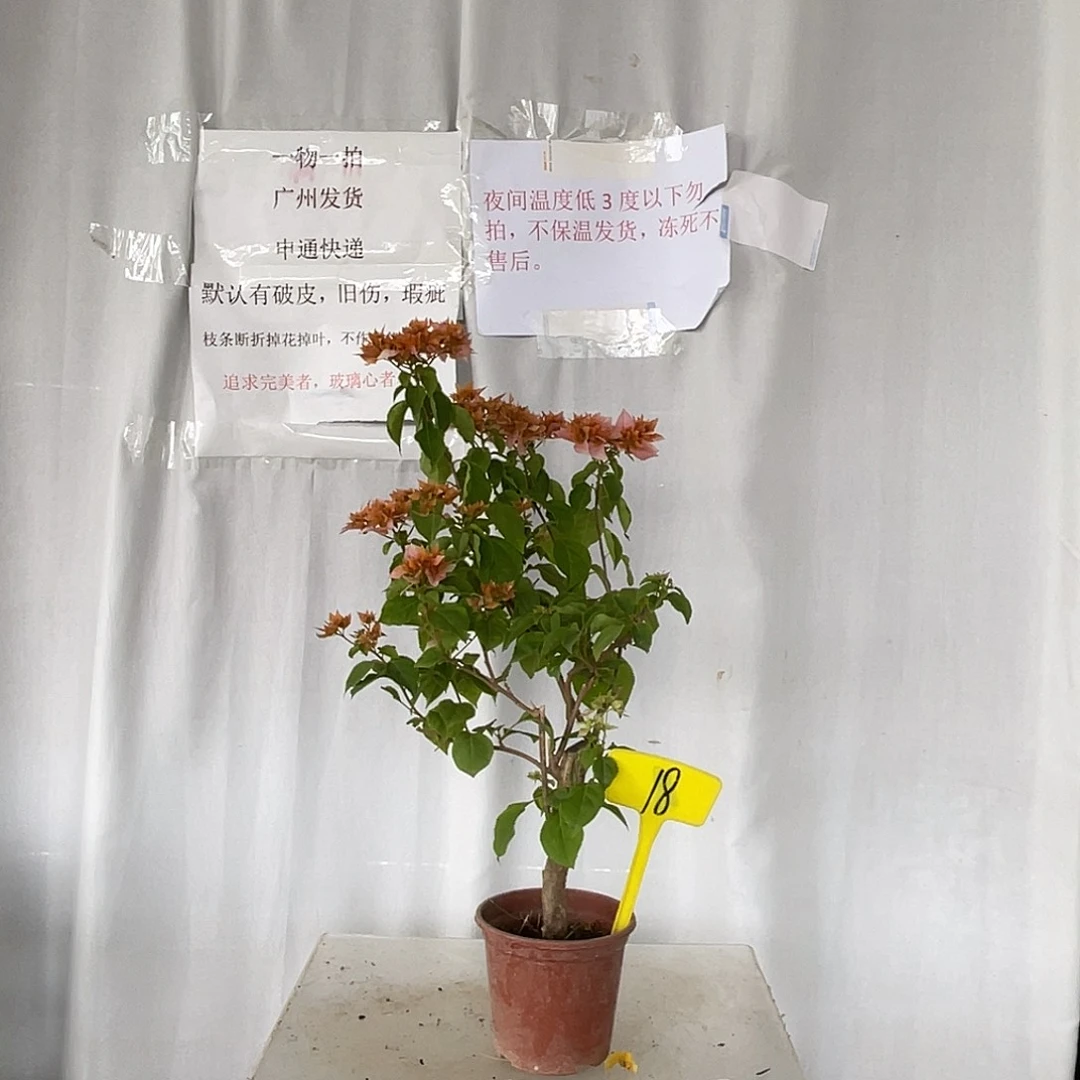 当前无花栽培后可以开花18重瓣橙