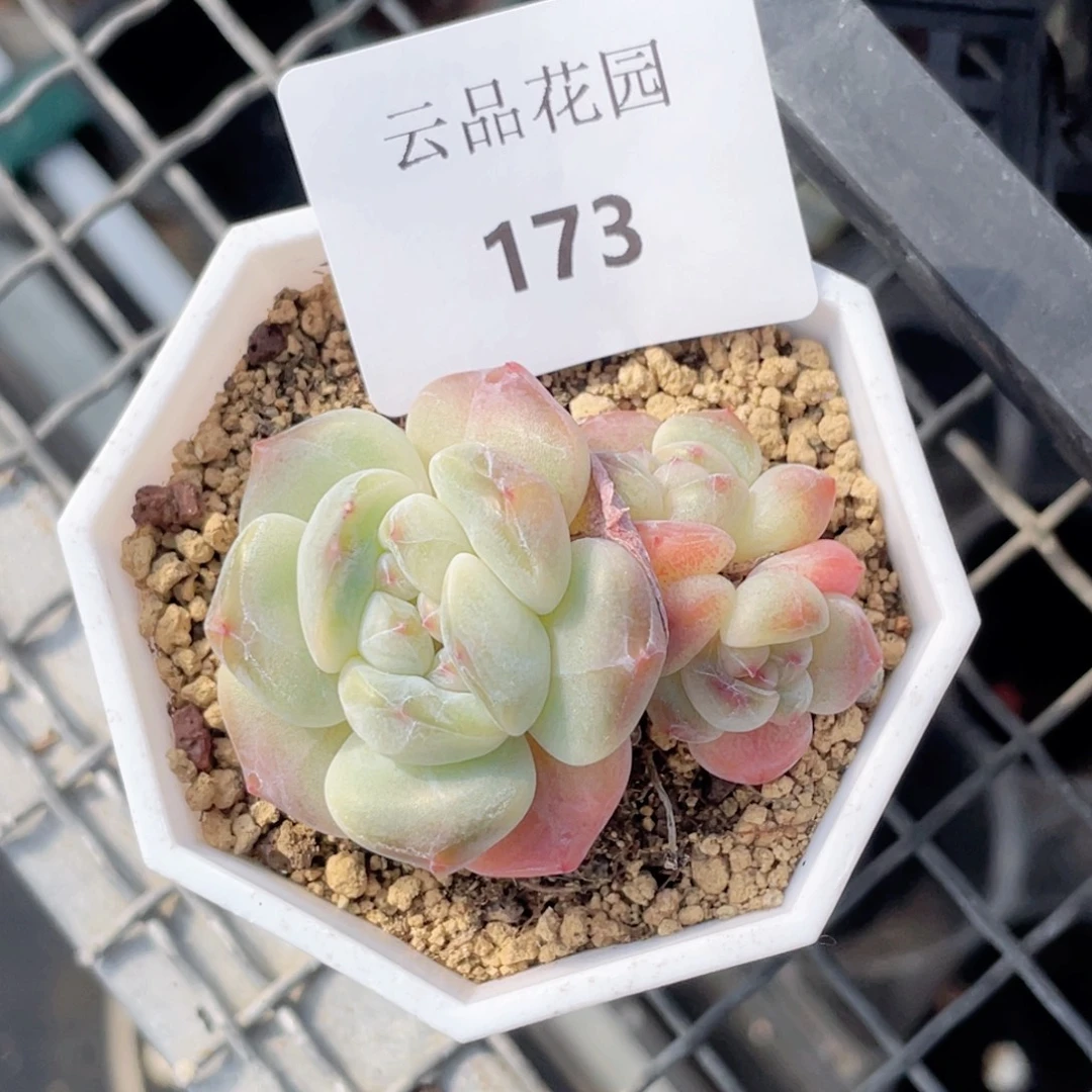 艳***173号糖心冰心珍妮