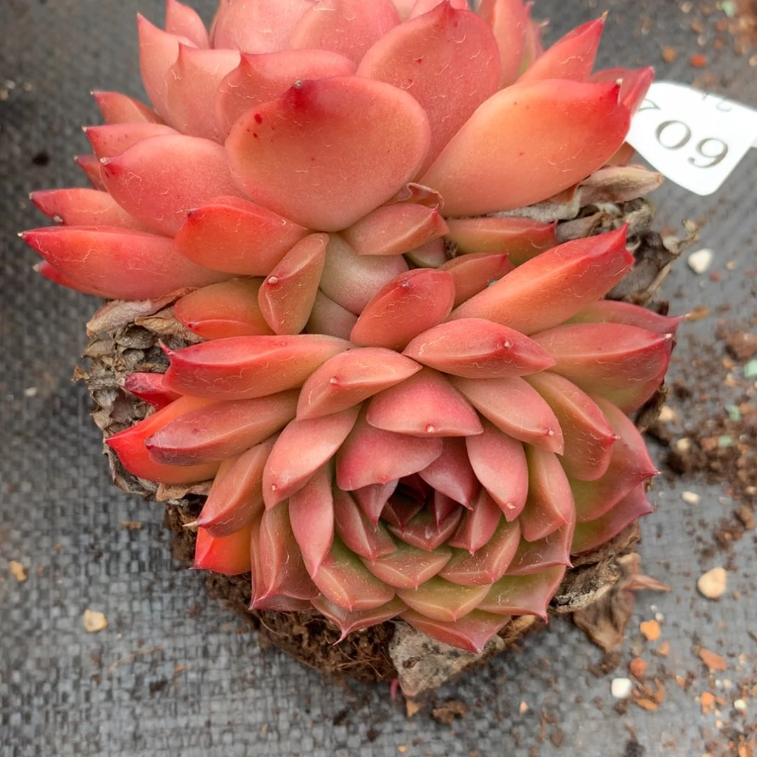 2709新年快乐发发发