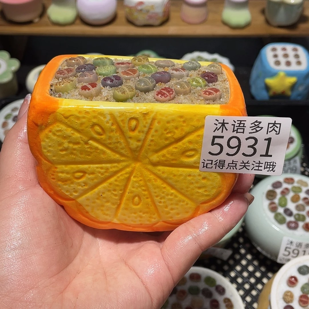 带盆土植物 一物一拍5931