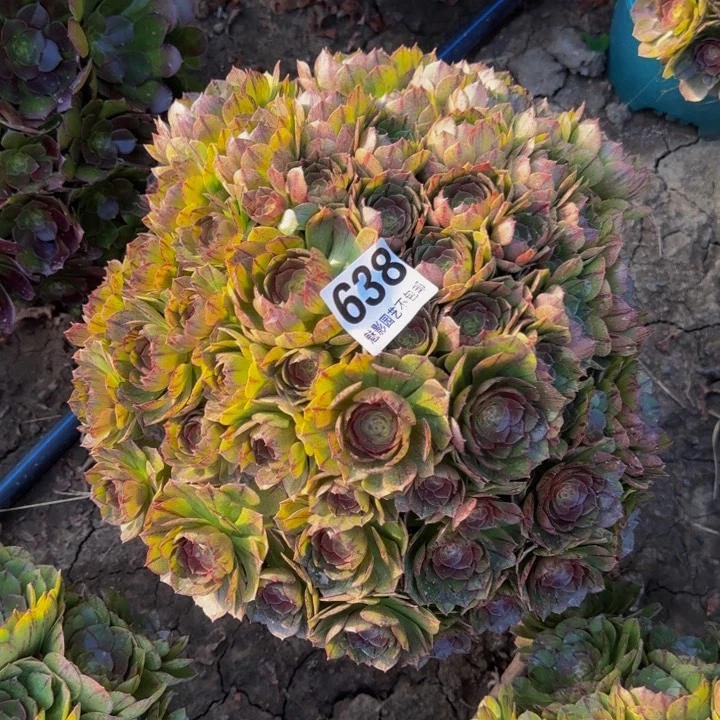 拉丝花29-48包邮花花