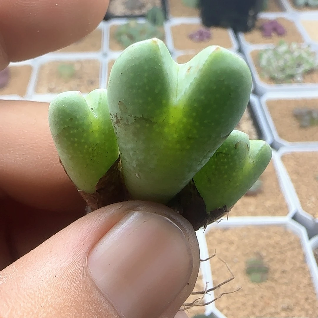 开播福利来啦43986